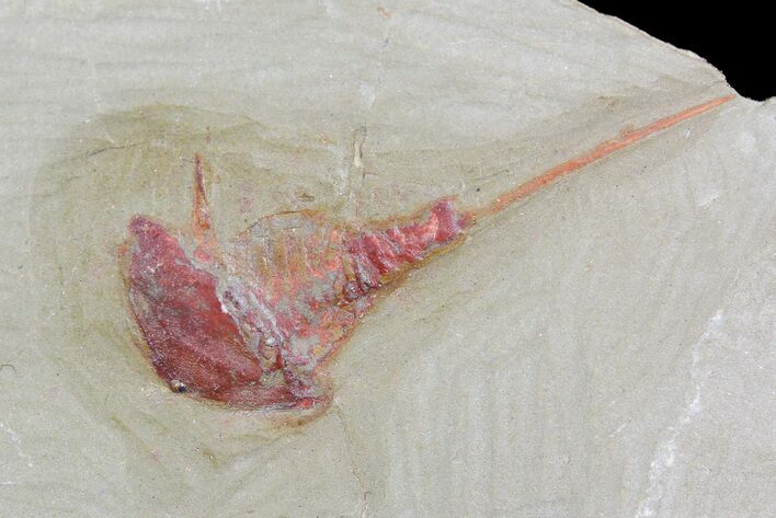 Xiphosurida Arthropod - Horseshoe Crab Ancestor #92495